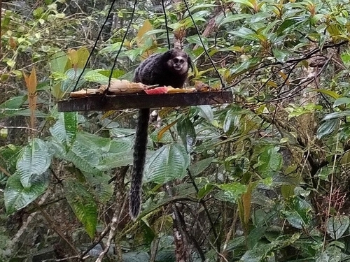 Wied's Marmoset