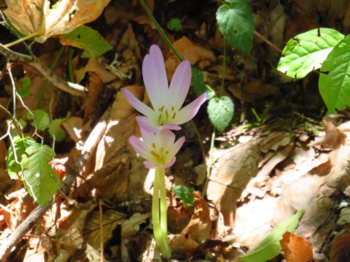 Colchicum speciosum