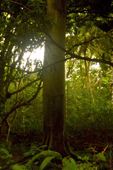 Pseudobombax septenatum