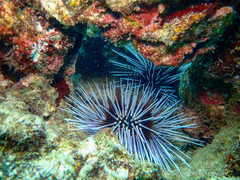Echinothrix calamaris image