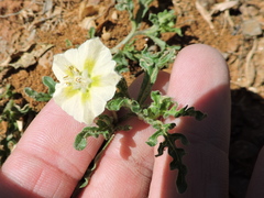 Chamaesaracha coniodes