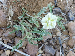 Chamaesaracha coniodes