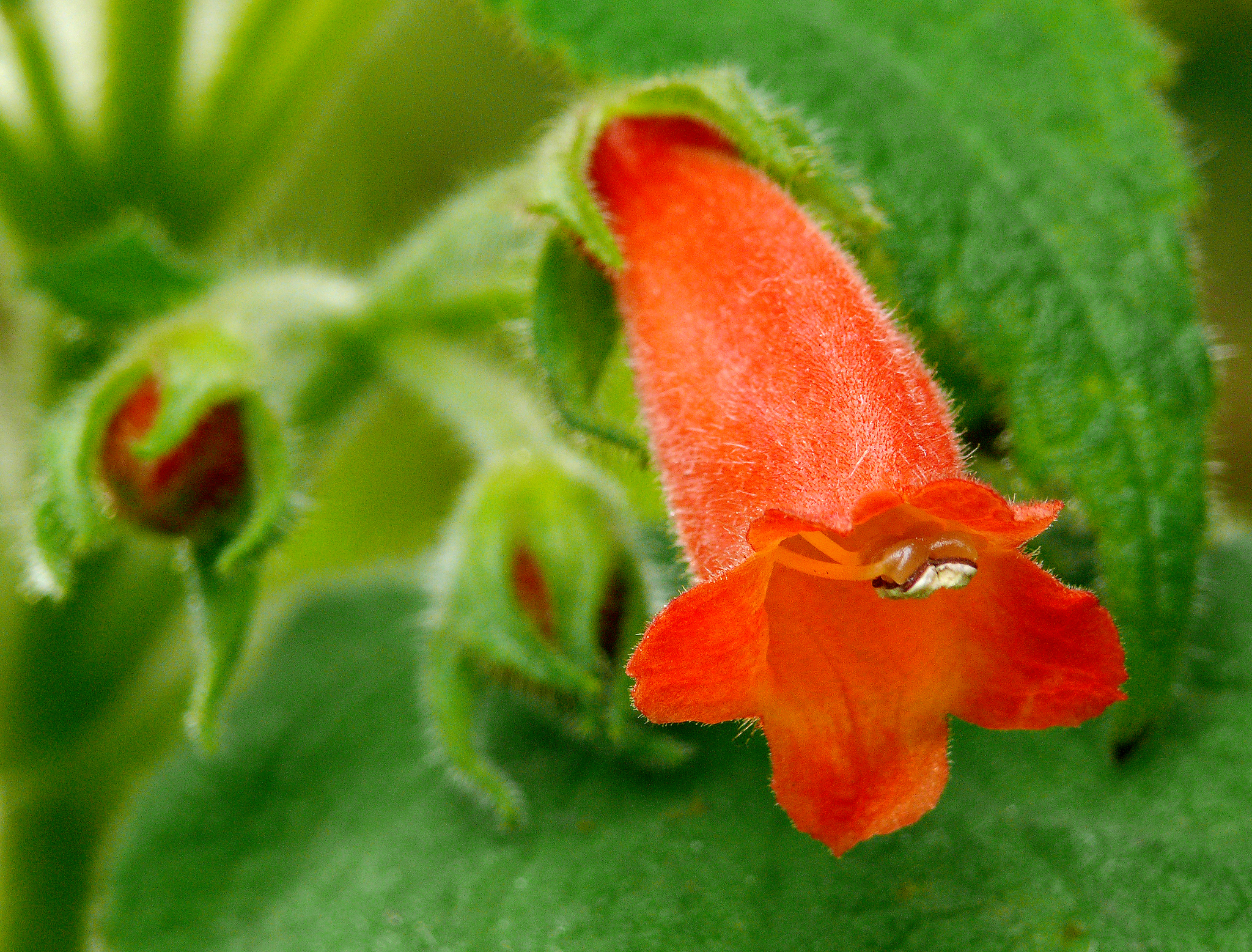 Moussonia elegans
