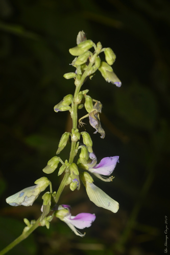 Neustanthus phaseoloides