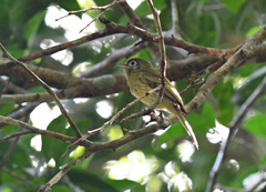 Rhynchocyclus brevirostris