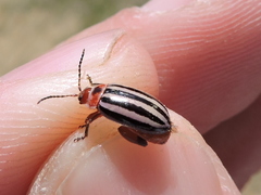 Kuschelina petaurista