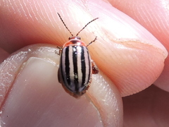 Kuschelina petaurista