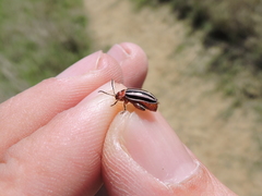 Kuschelina petaurista