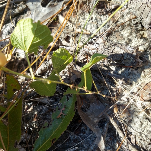 Image of Rhynchosia michauxii by (c) Athena Philips, some rights reserved (CC BY)