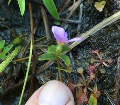 Rhexia nuttallii