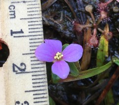 Rhexia nuttallii