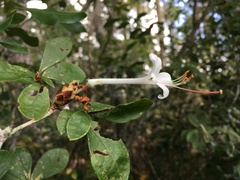 Rhododendron serrulatum