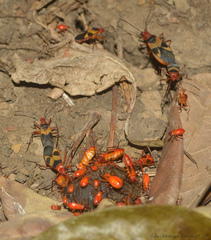 Dysdercus obscuratus