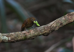 Schiffornis veraepacis