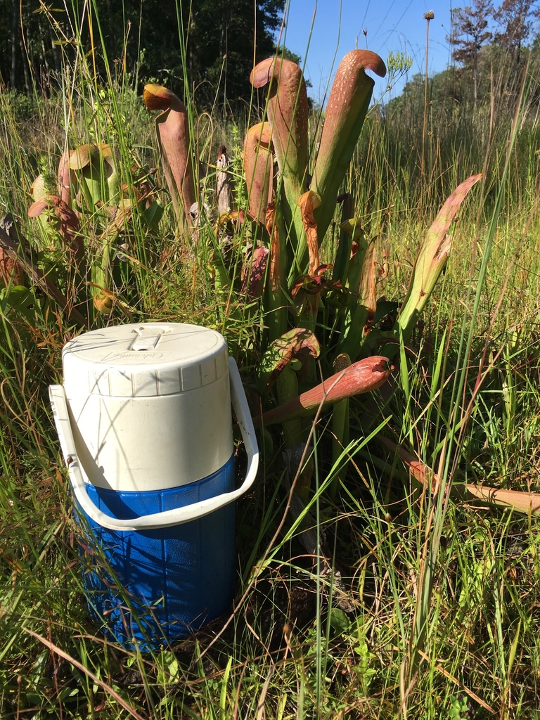 Sarracenia minor var. okefenokeensis Schnell 3