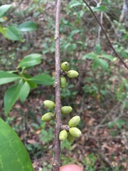 Symplocos tinctoria image