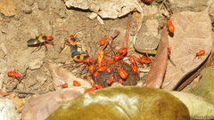 Dysdercus obscuratus