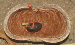 Dysdercus obscuratus