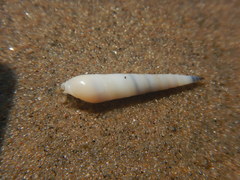 Terebridae