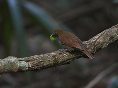 Schiffornis veraepacis