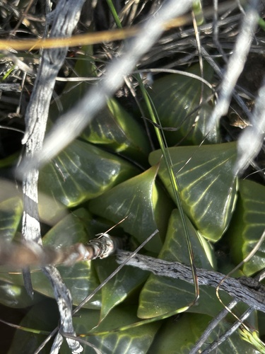 Haworthia retusa