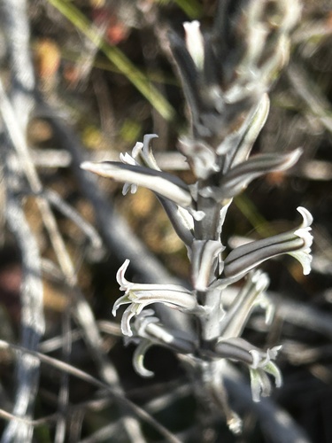 Haworthia retusa