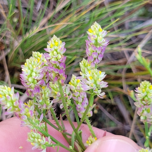 Image of Senega nuttallii by (c) Matt Pelikan, some rights reserved (CC BY)