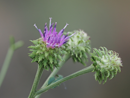 ARSOA　SAUSSUREA Saussurea - Wikipedia