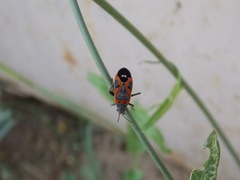 Lygaeus kalmii