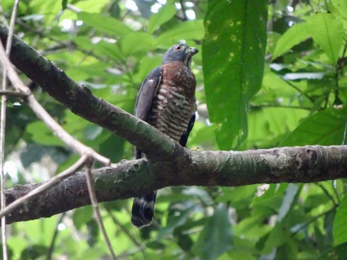 Harpagus bidentatus