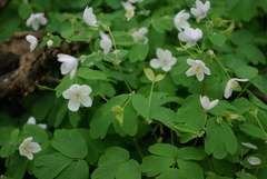 Isopyrum thalictroides