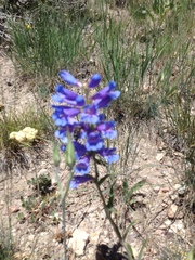 Penstemon lemhiensis