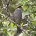 Bush Blackcap - Photo (c) Carmelo López Abad, some rights reserved (CC BY-NC), uploaded by Carmelo López Abad