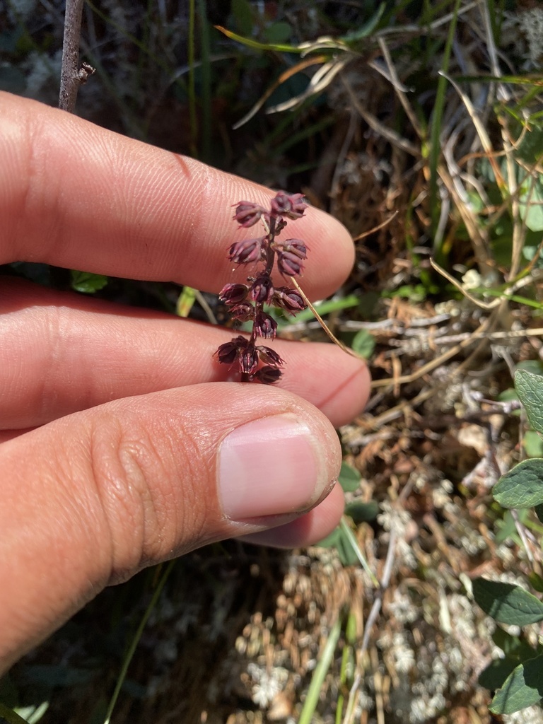 Tofieldia coccinea; photograph Илья Руденко, CC BY, iNaturalist via GBIF
