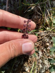 Tofieldia coccinea
