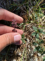 Илья Руденко, CC BY, iNaturalist via GBIF Tofieldia coccinea, photograph Илья Руденко, CC BY, iNaturalist via GBIF