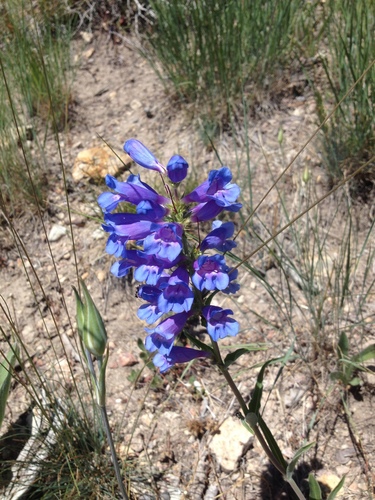 Lemhi penstemon (Penstemon lemhiensis)