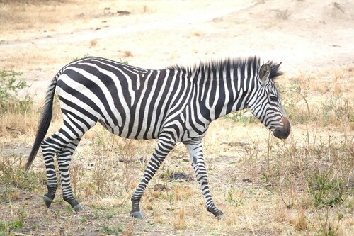 Grant’s Zebra