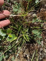 Илья Руденко, CC BY, iNaturalist via GBIF Tofieldia coccinea, photograph Илья Руденко, CC BY, iNaturalist via GBIF