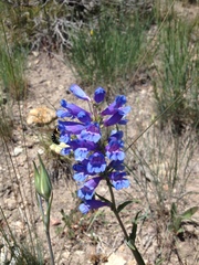 Penstemon lemhiensis