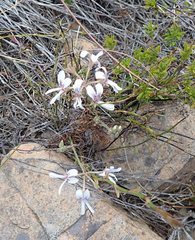 Pelargonium longifolium