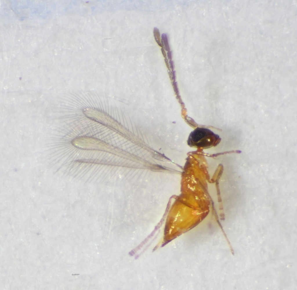Anagrus atomus