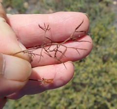 Pelargonium longifolium
