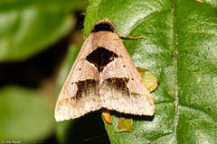 Anoba trigonoides