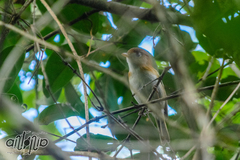 Vireo bairdi