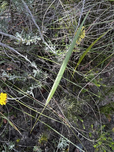 Orange Reedpipe (Tritoniopsis burchellii)