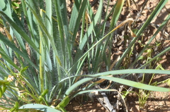 Gethyllis gregoriana