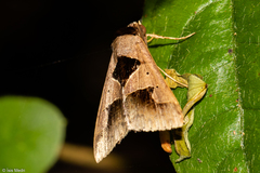 Anoba trigonoides