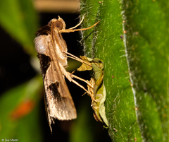 Anoba trigonoides