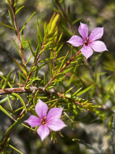 Scentless Capemay (Coleonema aspalathoides)